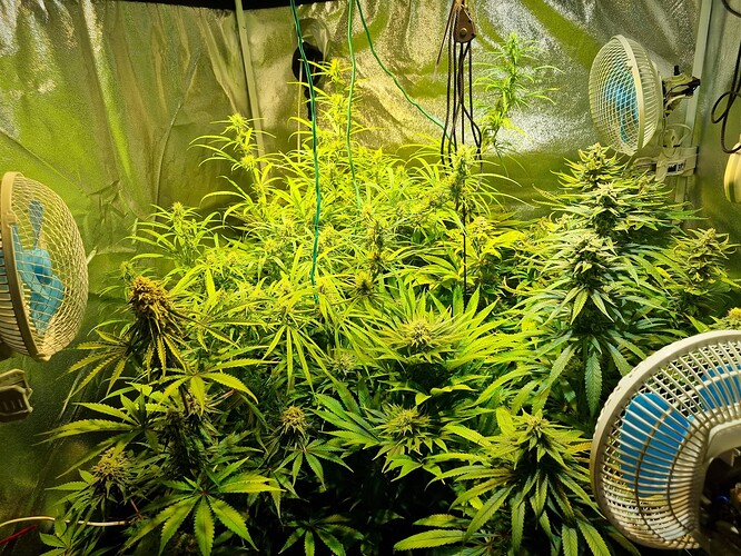 Mehrere Cannabis-Pflanzen in der Blütephase in einem Zelt, beleuchtet von Grow-Lampen und belüftet von Ventilatoren.