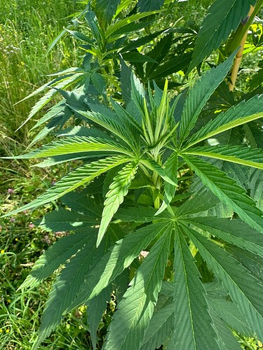 Growreport Bild 5