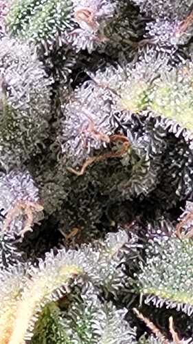 Growreport Bild 1