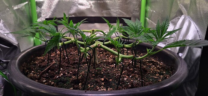 Growreport Bild 9