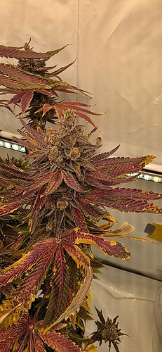 Growreport Bild 21