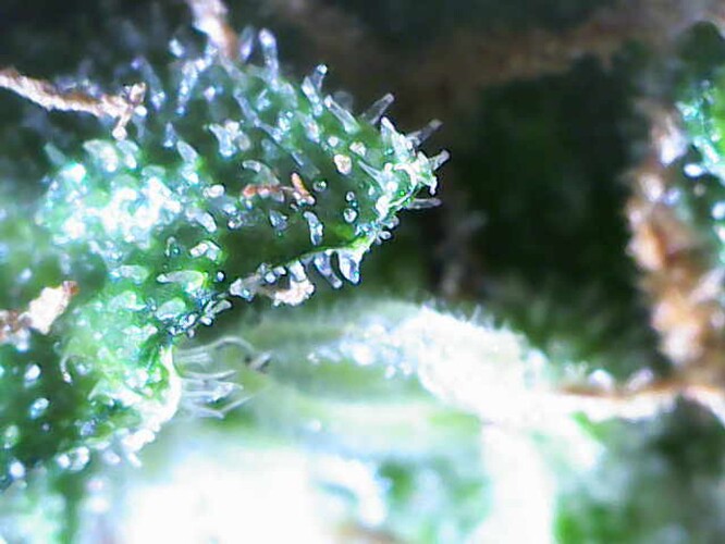 Growreport Bild 61