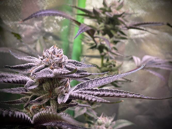 Growreport Bild 11