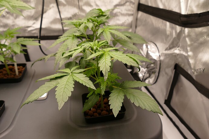 Growreport Bild 7