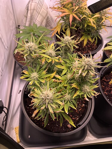 Growreport Bild 2