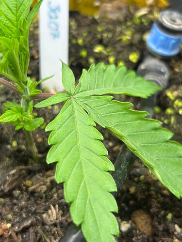 Growreport Bild 7