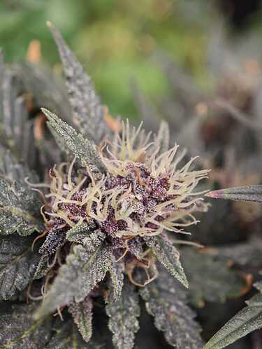 Growreport Bild 19