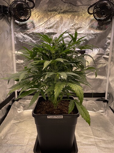 Growreport Bild 13