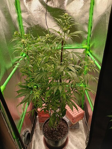 Growreport Bild 25