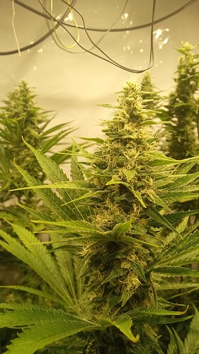 Growreport Bild 4