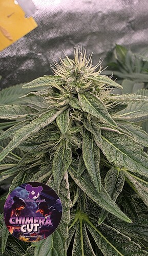 Growreport Bild 13