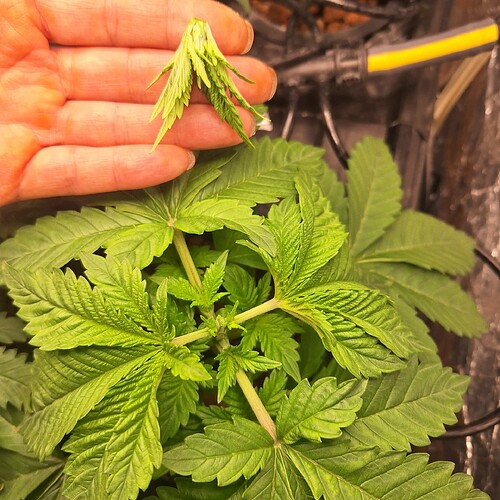 Eine Hand hält die Spitze einer jungen Cannabispflanze, die gerade getoppt wurde. Darunter sind die grünen Blätter der Pflanze zu sehen.