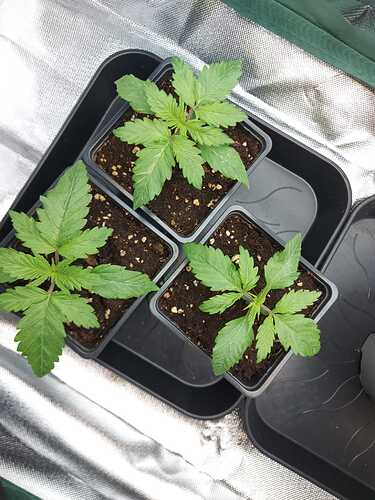 Growreport Bild 2