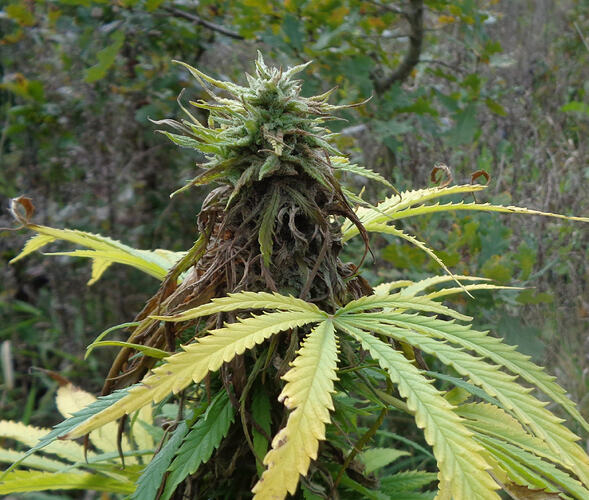 Durban Poison Oktober 2