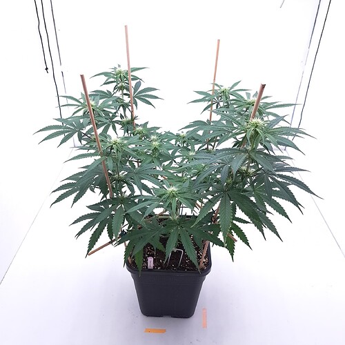 Growreport Bild 8