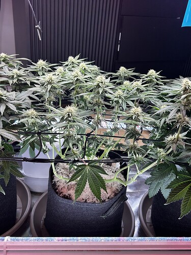 Growreport Bild 20