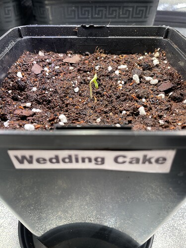 Growreport Bild 7