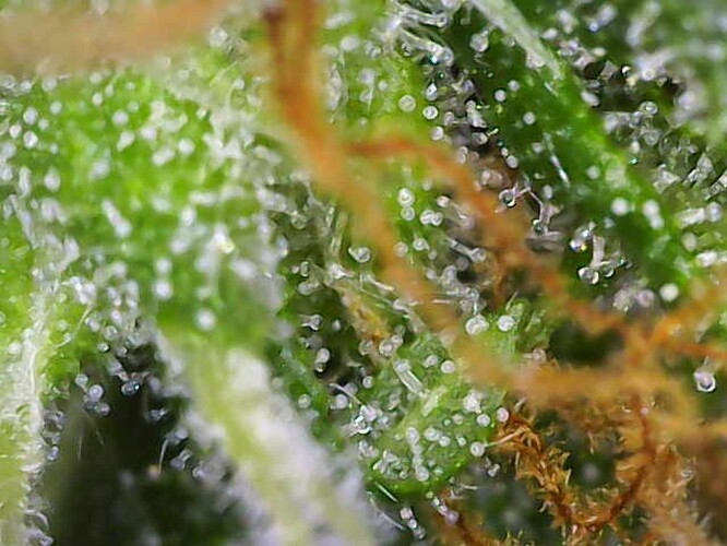 Growreport Bild 11