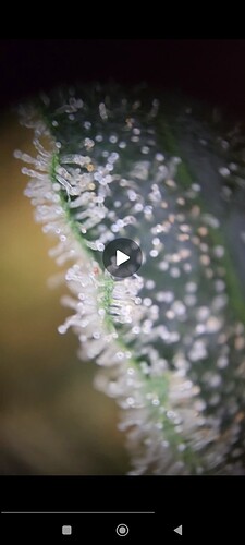 Screenshot_2024-08-12-13-02-44-145_org.telegram.messenger