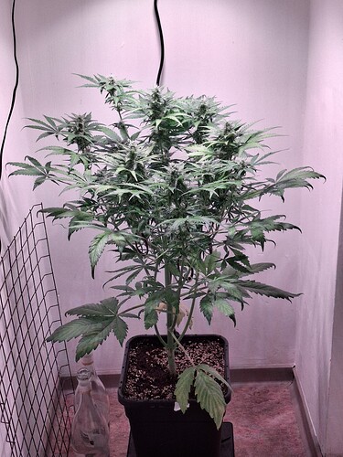 Growreport Bild 23