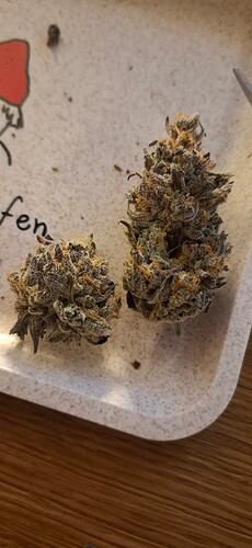 Growreport Bild 8