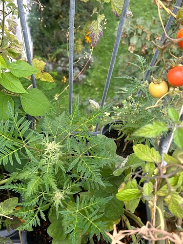 Growreport Bild 12