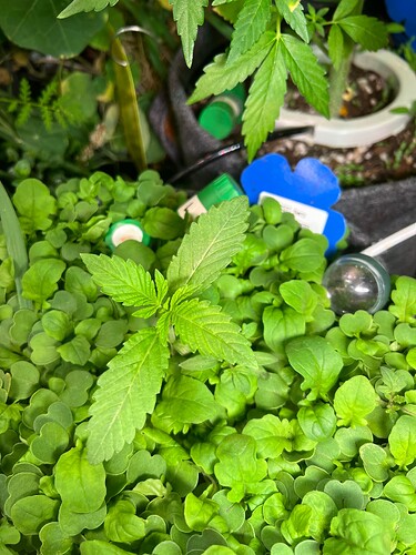 Growreport Bild 56