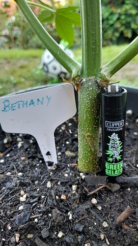 Growreport Bild 33