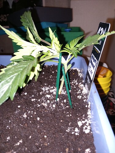 Growreport Bild 1