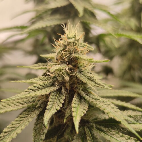 Growreport Bild 15