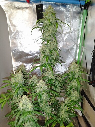 Eine blühende Cannabispflanze mit mehreren dichten Blütenständen in einem Growzelt.