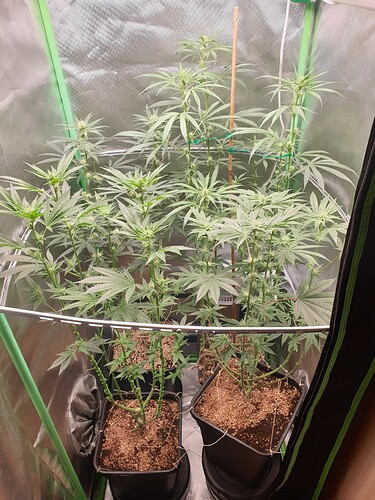 Growreport Bild 5