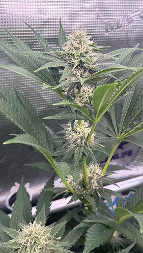 Growreport Bild 22