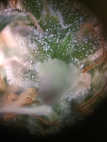 Growreport Bild 28