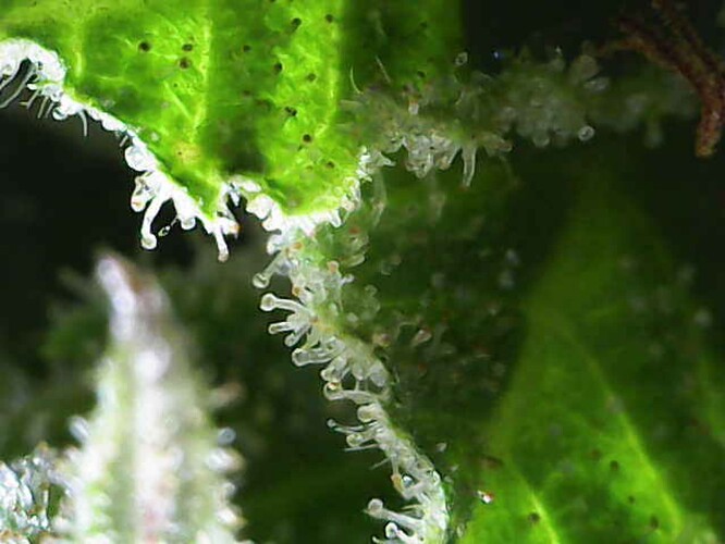 Growreport Bild 31