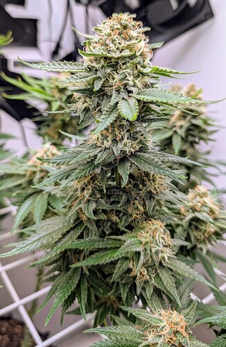 Growreport Bild 43