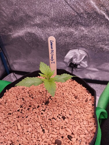 IMG_20241128_172803 - Kopie