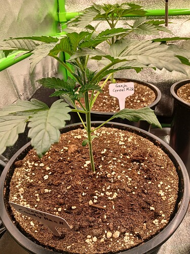 Growreport Bild 5