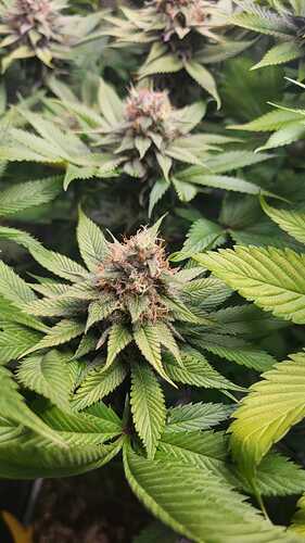 Nahaufnahme eines Cannabis-Buds der Sorte Caramel, der von vielen Blättern umgeben ist.