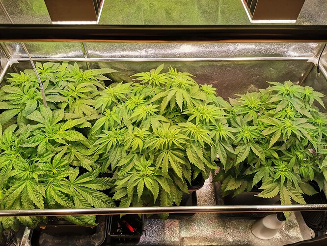 Mix grow BT14 (3)