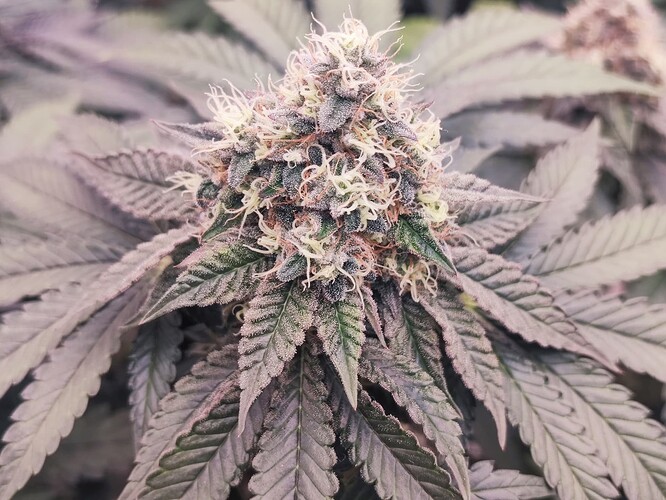Growreport Bild 26