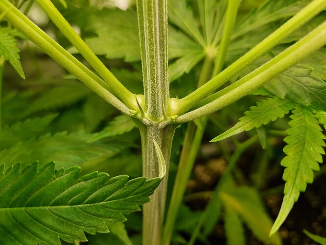 Nahaufnahme des Stiels einer Cannabispflanze mit mehreren Verzweigungen, die aus dem Hauptstiel wachsen.