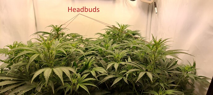 Growreport Bild 4