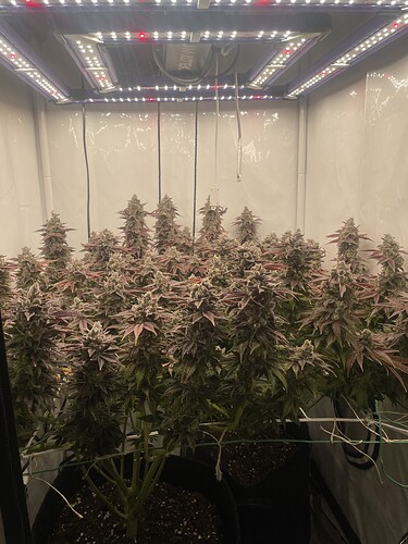 Growreport Bild 6