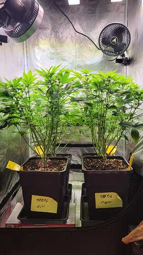 64 - lolipopping -unten