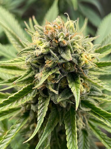 Growreport Bild 42
