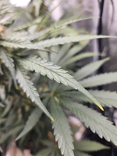 17261589203301780700334091768499