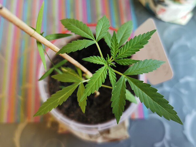 Growreport Bild 4