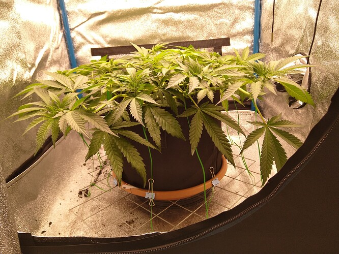 Growreport Bild 2
