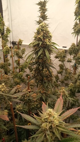 Growreport Bild 47